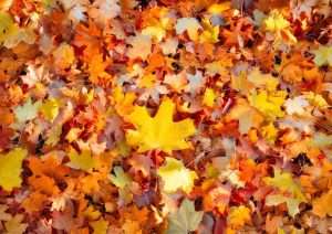 Fall leaves, lawn care, fall fertilizing, weed control