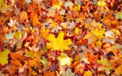 Home and Garden, Fall Preparation Tips