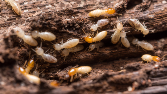 6 Signs You Have Termites and How to Fix it