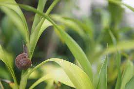 Slug and Snail Damage to Plants