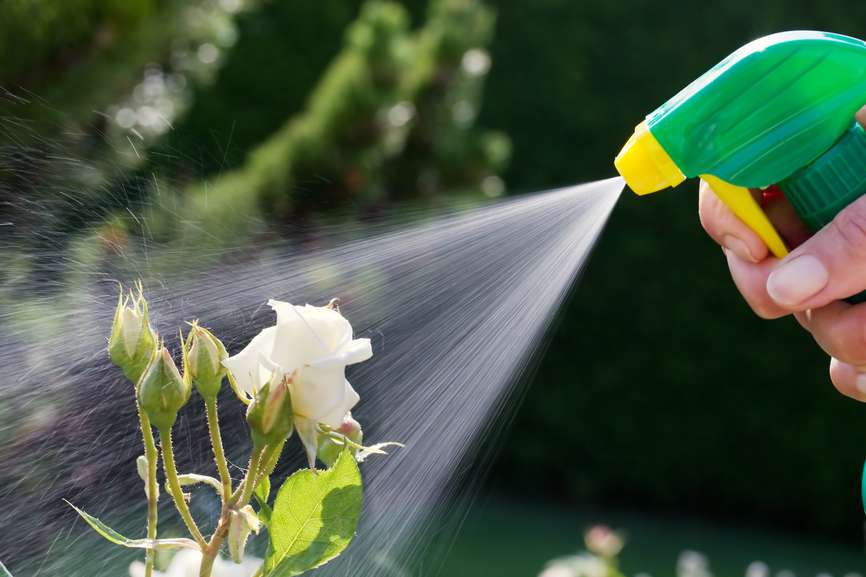 Pest Control Utah