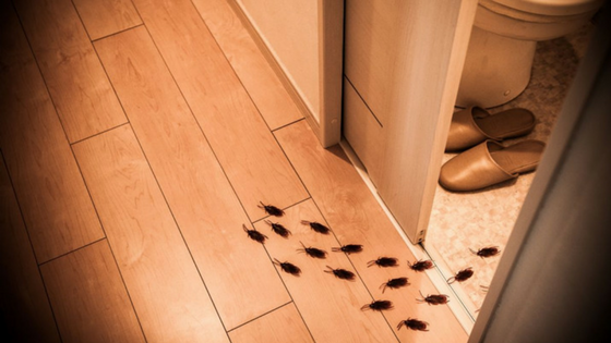 Spring Pests – What to Expect This Season