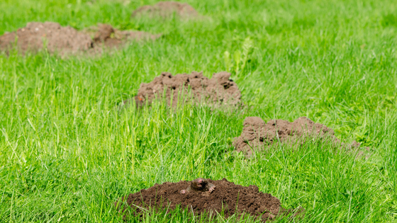 The Damage Gophers, Moles, and Groundhogs Create