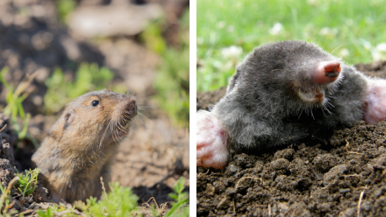 The Difference Between Gophers and Moles
