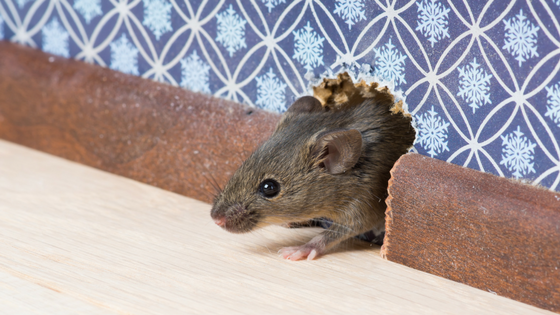 Tips for “Rodent-Proofing” Your Home