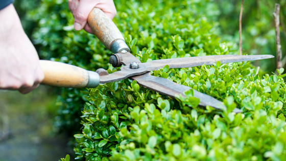 Trimming Your Own Bushes 101