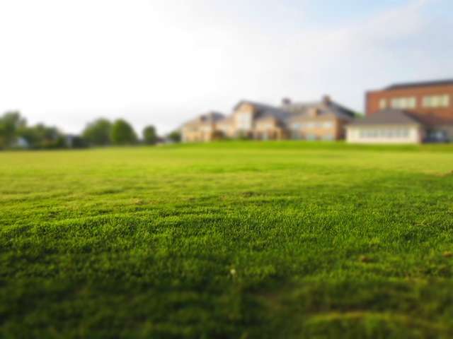 Turf Grass