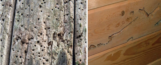 Wood textures: weathered drilled tree, knotted pine panel.