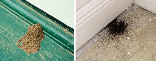 Termite damage on wooden surfaces.