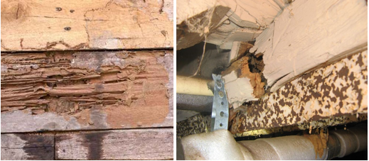 utah termites pest control sagging floors and walls