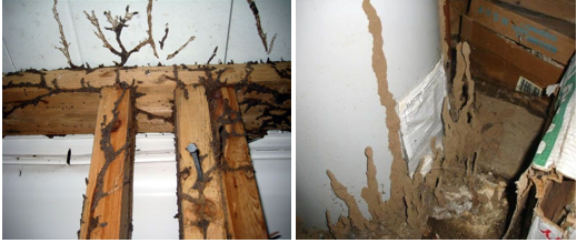 Termite damage in wooden beams and wall.