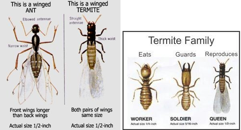 utah termites pest control swarmers