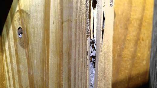 utah termites pest control termite noise