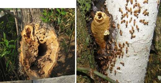 utah termites pest control tree nesting
