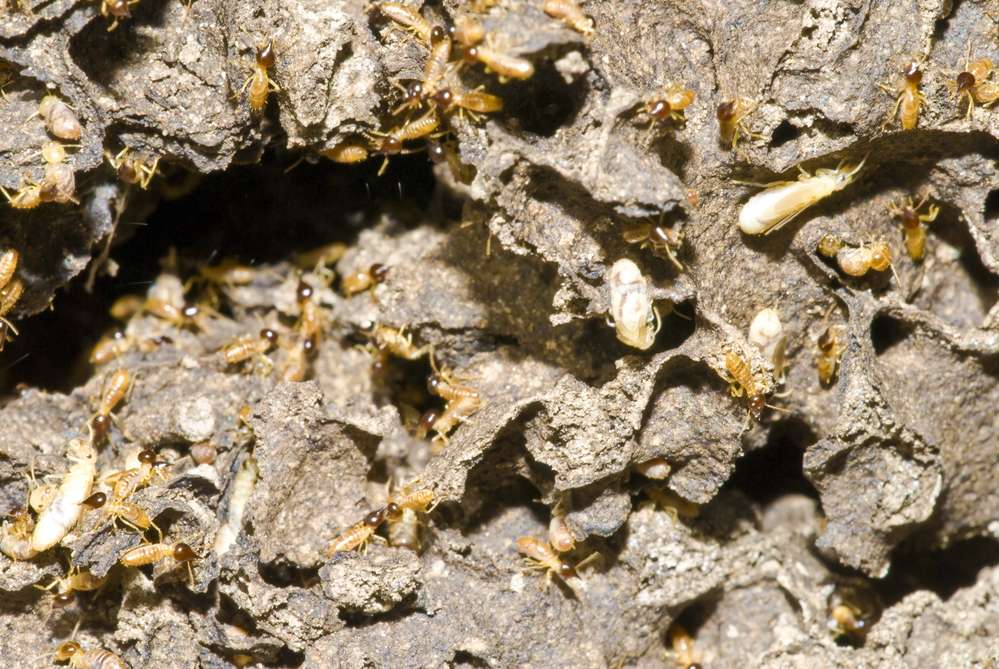 Utah Termites — How Not To Play Host