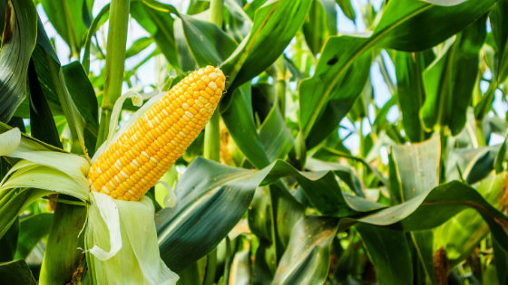 What You Need To Know About Growing Corn
