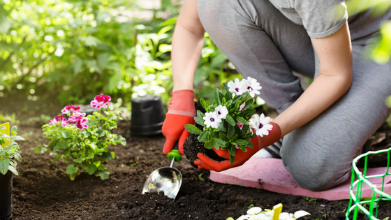 What You Should Plant This Spring