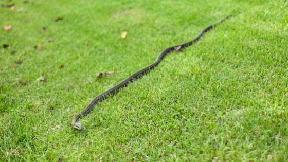 What to Do if You Have a Snake Problem in Your Yard
