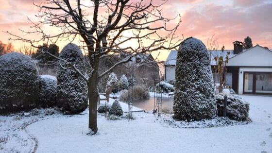 Which Plants Need To Be Winterized