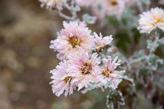 Winter Ornamental Plant Care in Northern Utah