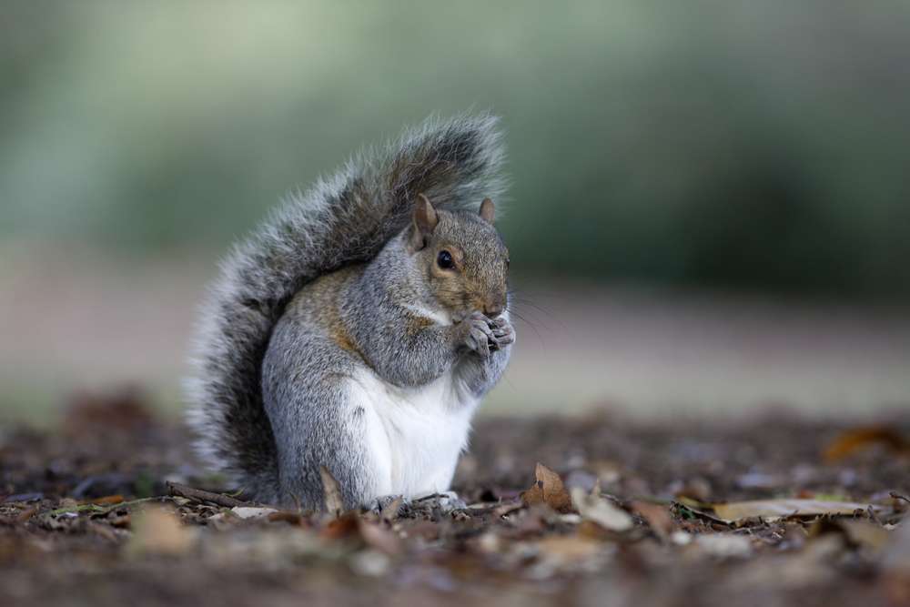 Outdoor Pest Control Is Important in Winter