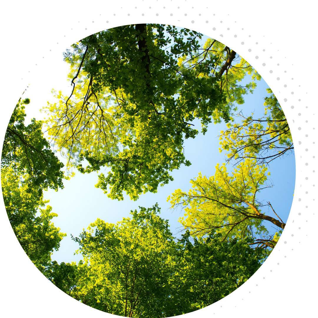 Treetops against blue sky through circular frame.
