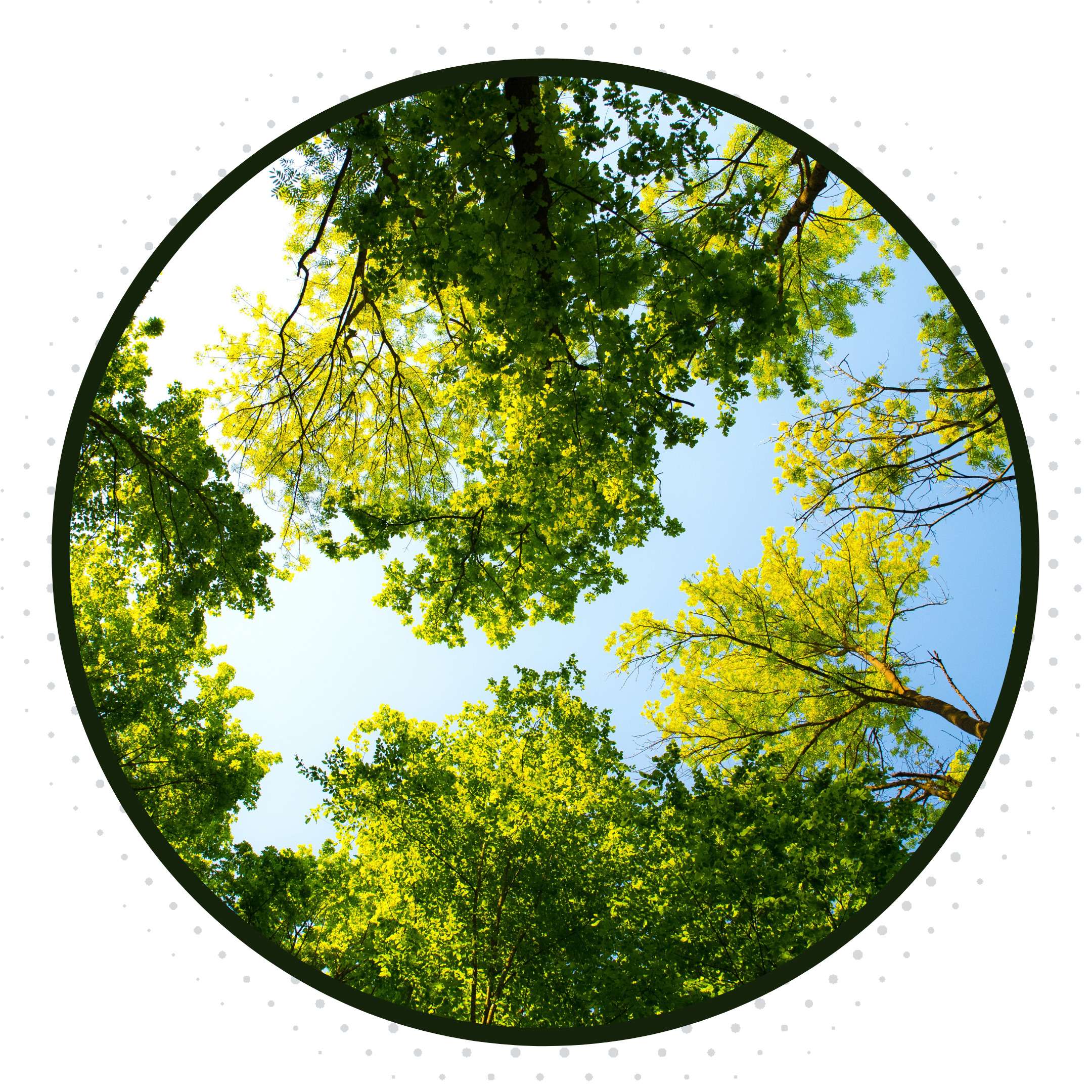 Treetops view against blue sky through circular frame.