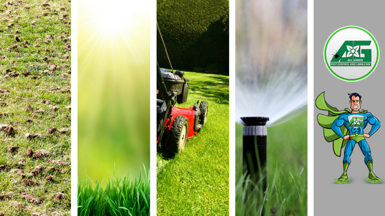 ABC’s of Lawn Care