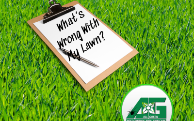 Spring Lawn Assessment: What’s Wrong With Your Lawn?