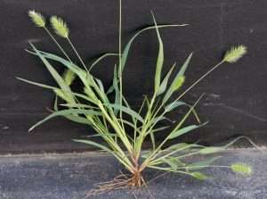 Green foxtail grass with roots against black background.