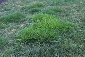 Patch of annual ryegrass in perennial kentucky bluegrass turf