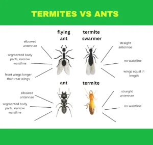 An image of winged ants compaired to winged termites. Also compairing worker ants vs worker termites