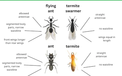 Help! Are They Winged Ants or Termites?