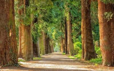 What Is Tree Fertilization and Why Is It Important?