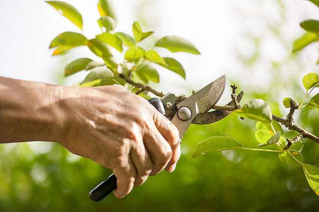 Fall Pruning: A Guide to Healthy Trees, Shrubs, and Flowers