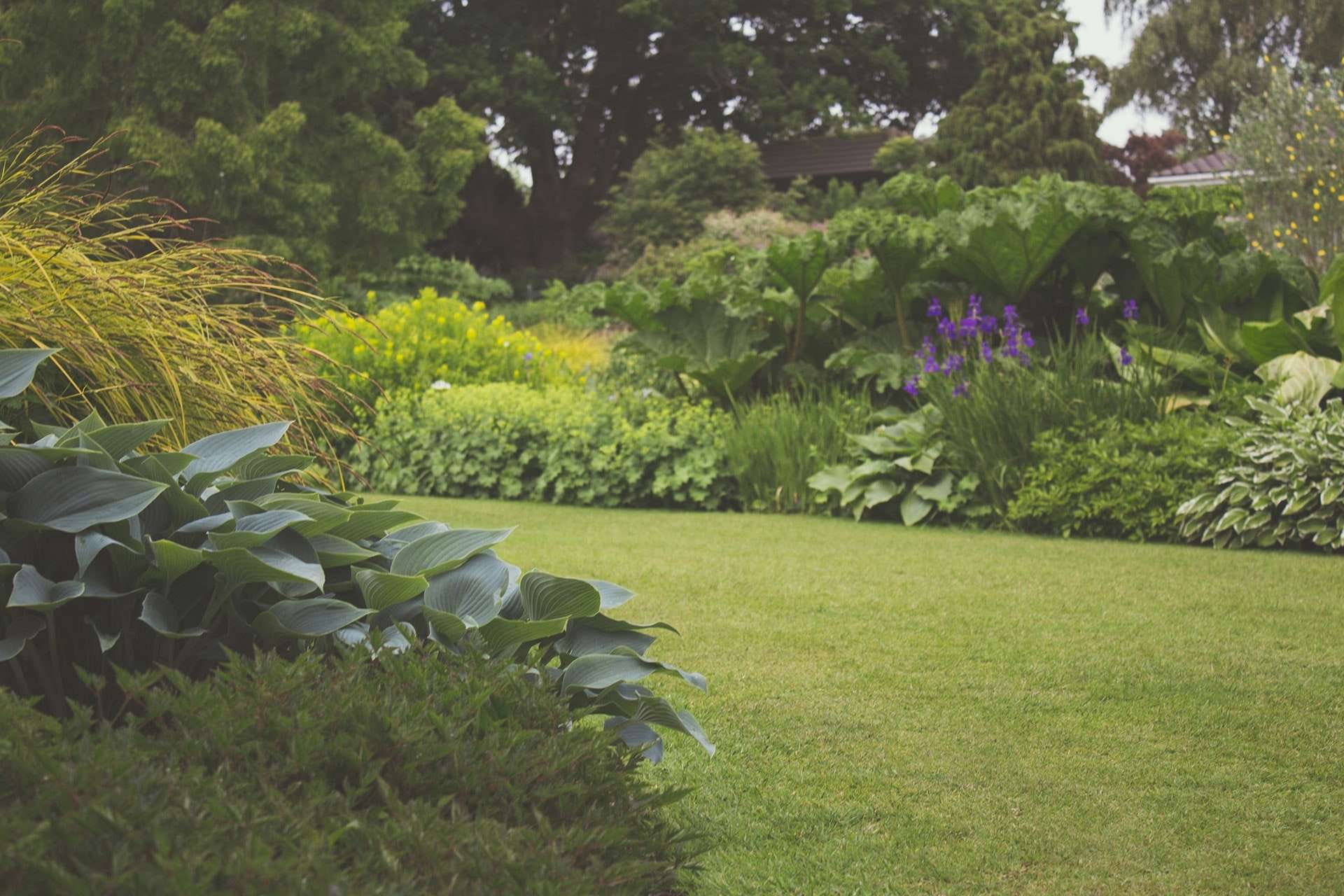 beautiful lawn