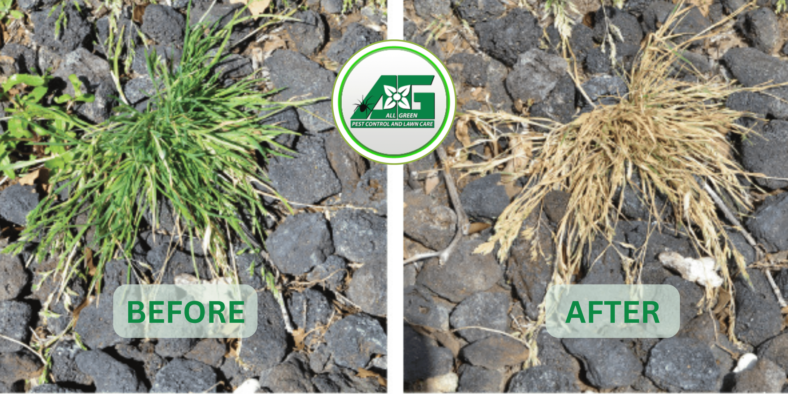 Weed control treatment results, before and after comparison.