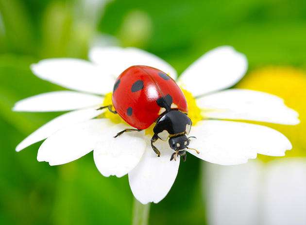 Ladybug On A Flower