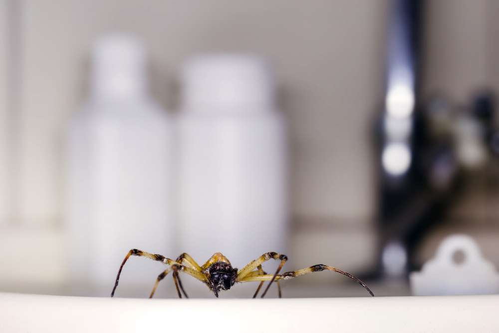 How to get rid of spiders from your Utah home