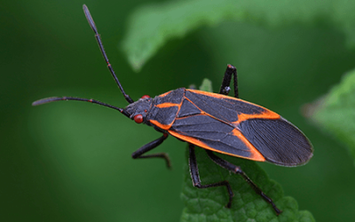 Why Do Insects and Spiders Increase In the Fall?