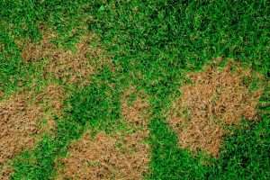 Patchy green and brown grass texture. The brown patches are caused by a fungal pathogen called Brown Patch