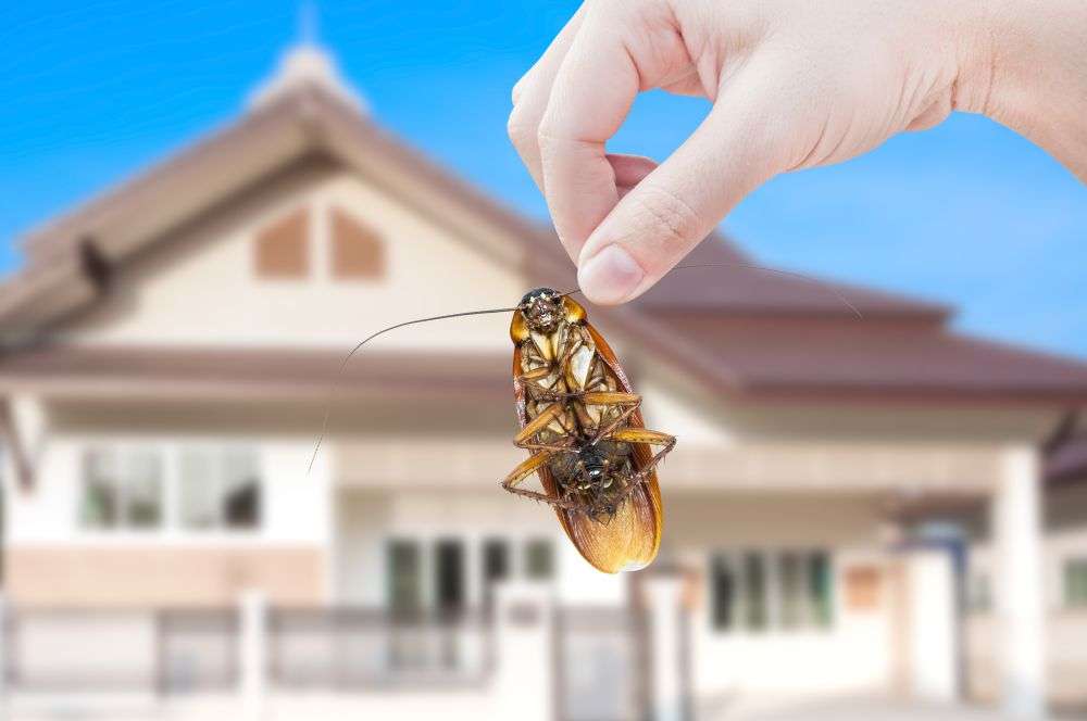 9 Pest Control Myths Busted