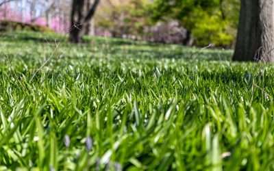 Summer Lawn Care Tips