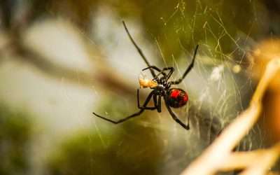 Dangerous Bugs and Pests: When to Call in a Professional