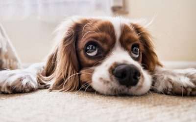 How To Keep Your Pets Safe During Pest Control Services