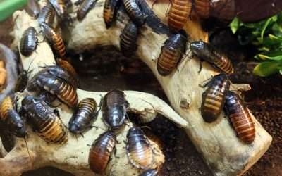Got Roaches? Here’s How to Get Rid of Roaches in Your Home