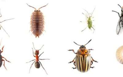 Common House Pests and How To Deal With Them