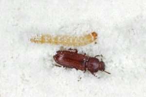 Flower beatle and larva side by side within white flour