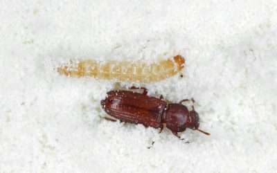 Winter Pests That are Active All Year