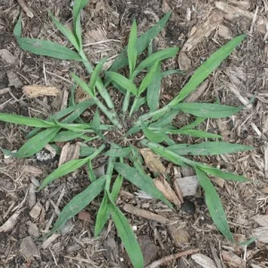 Annual crabgrass with grass stems that project parallel with the ground, with wide rounded grass blades growing off of the stems